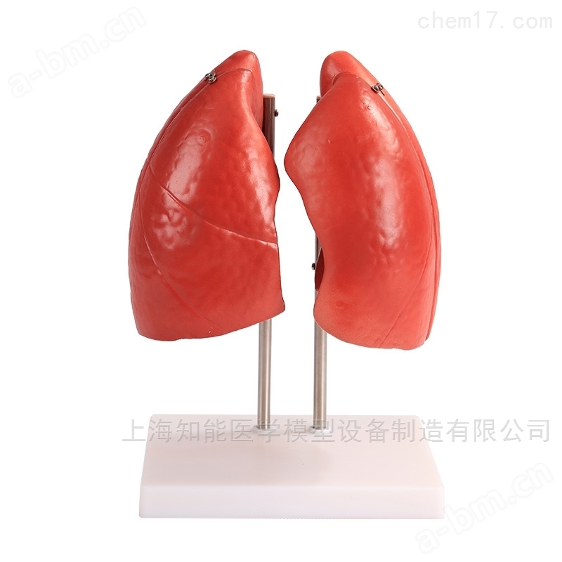 医学解剖肺结构模型